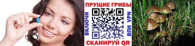 хочу наркоту  Долгопрудный  Псилоцибиновые грибы Psilocybe 